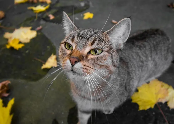 Ξενοδοχείο με διαμερίσματα Lion 3*